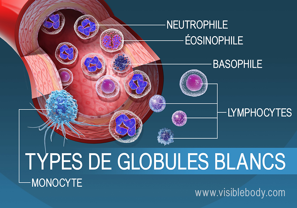 Immunité lymphatique